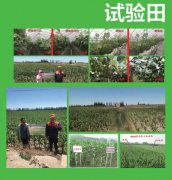 力能实验田效果对比